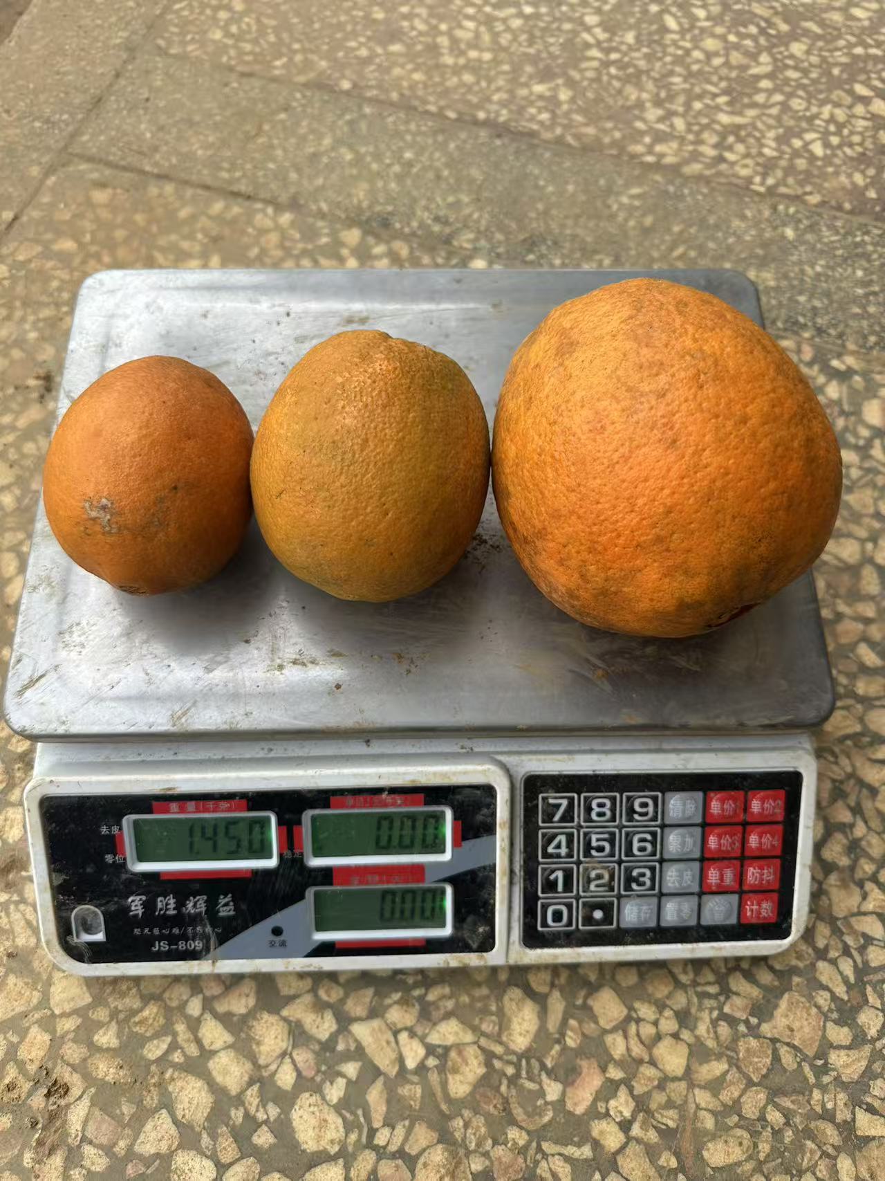 云南罗平多依河不打药橙子新鲜采摘橙味十足汁水多