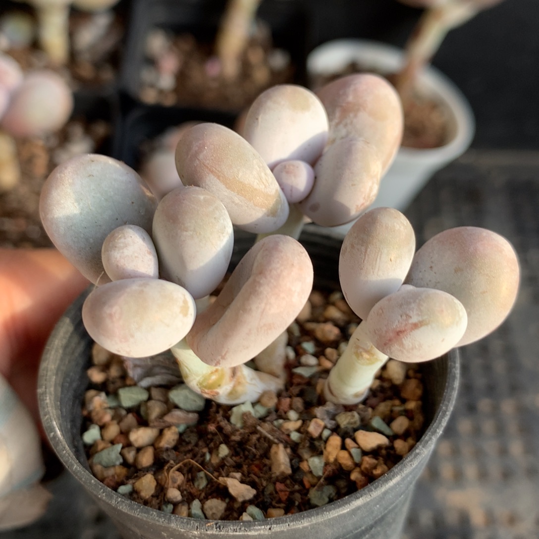 水光针不满28发叶片一片，发到付