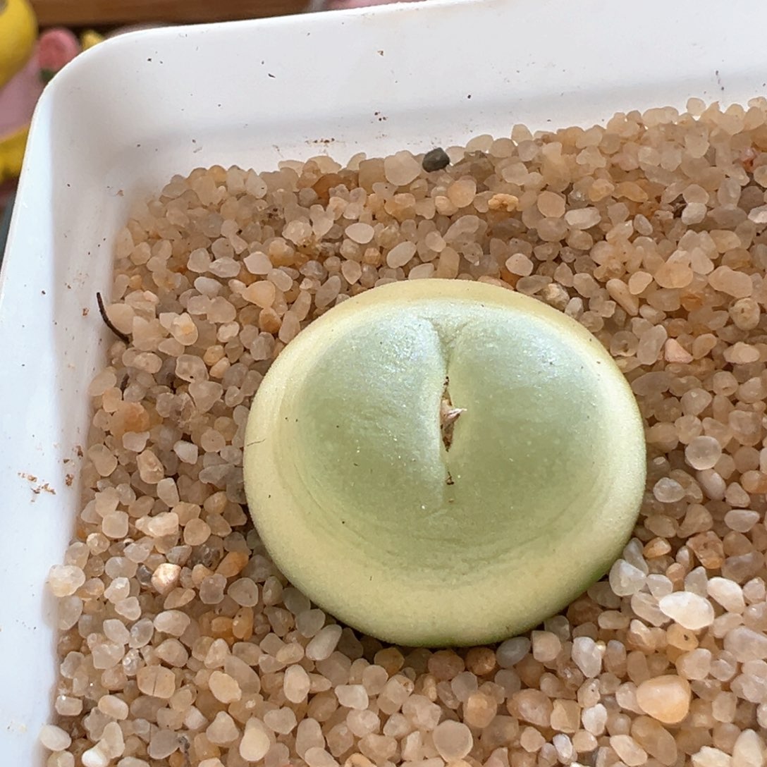 ?**酱42。日系桃尻娘拉登母本