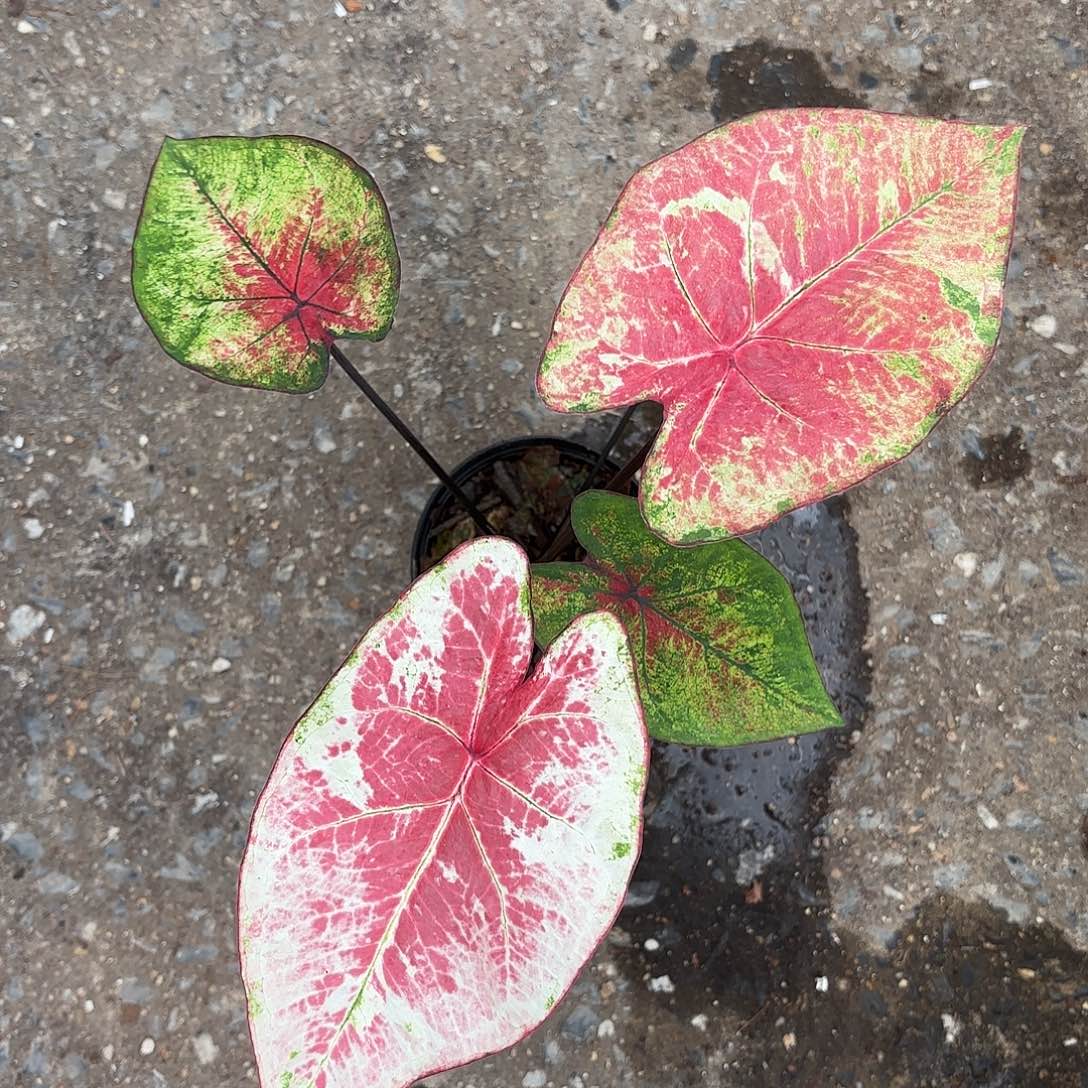 003-0125蓝宝石彩叶芋泰国发货