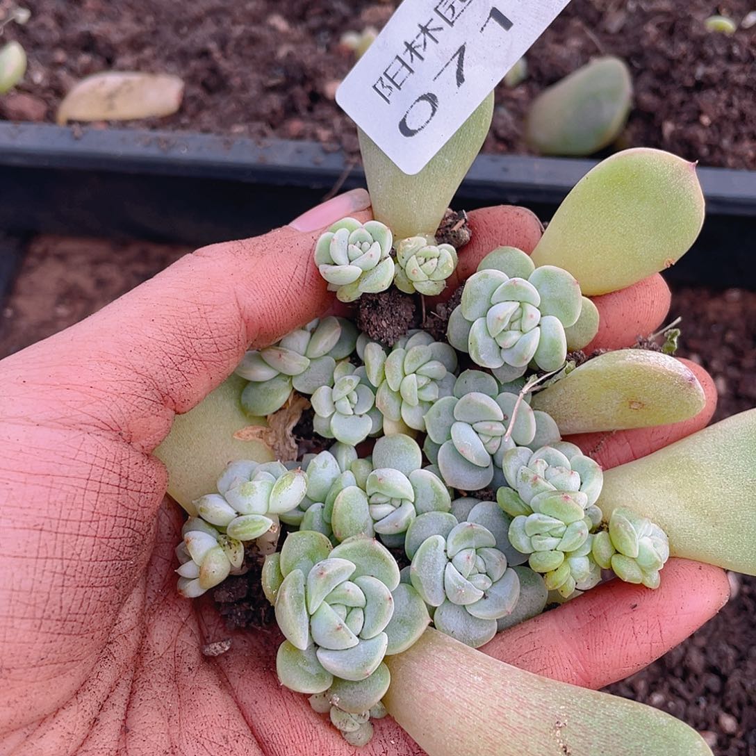 多肉植物多肉植物713