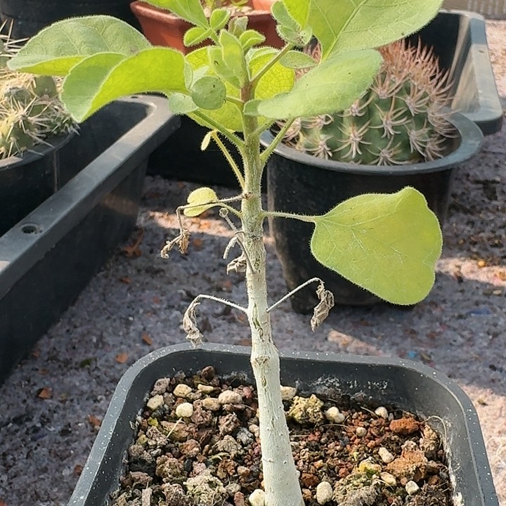 白皮地钉实生块根