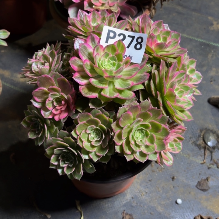 瑞妈，。。。。。278万花筒