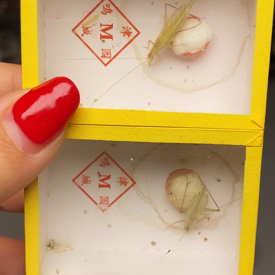 柬埔寨竹蛉2只哈哈哈哈