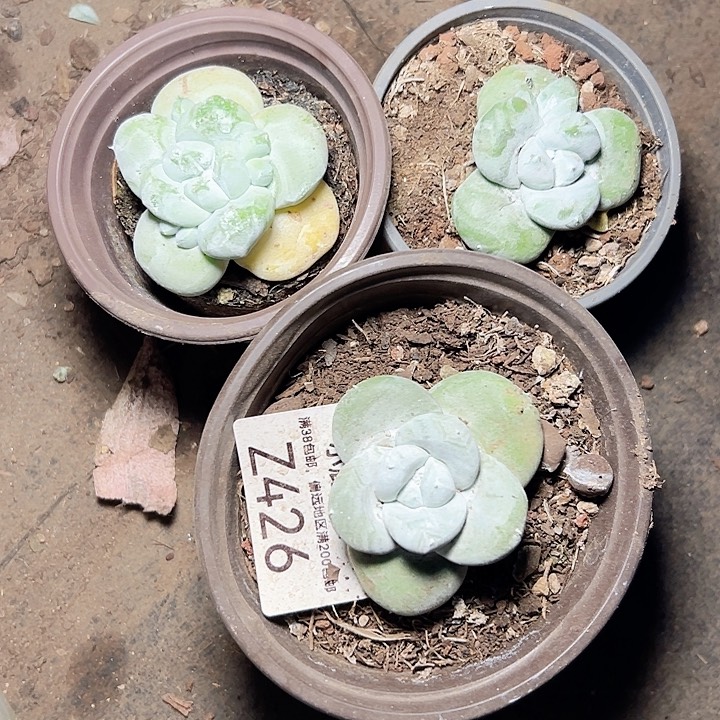 小鹿多肉一物一拍426