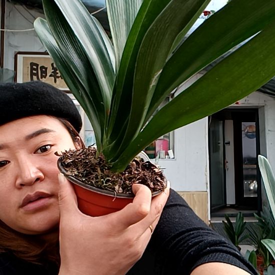 素***风素手一盆红花59元