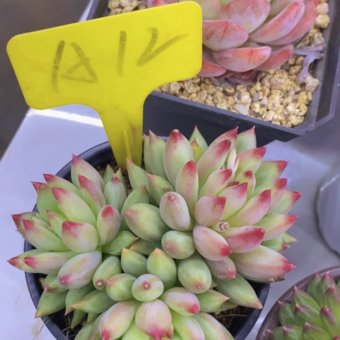 多肉植物，一物一拍，第5场