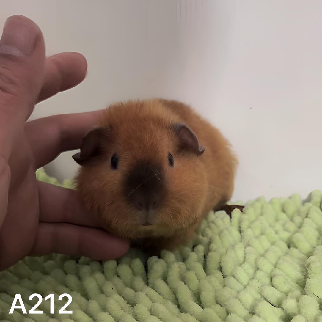 红棕泰加荷兰猪豚鼠妹妹京东包邮
