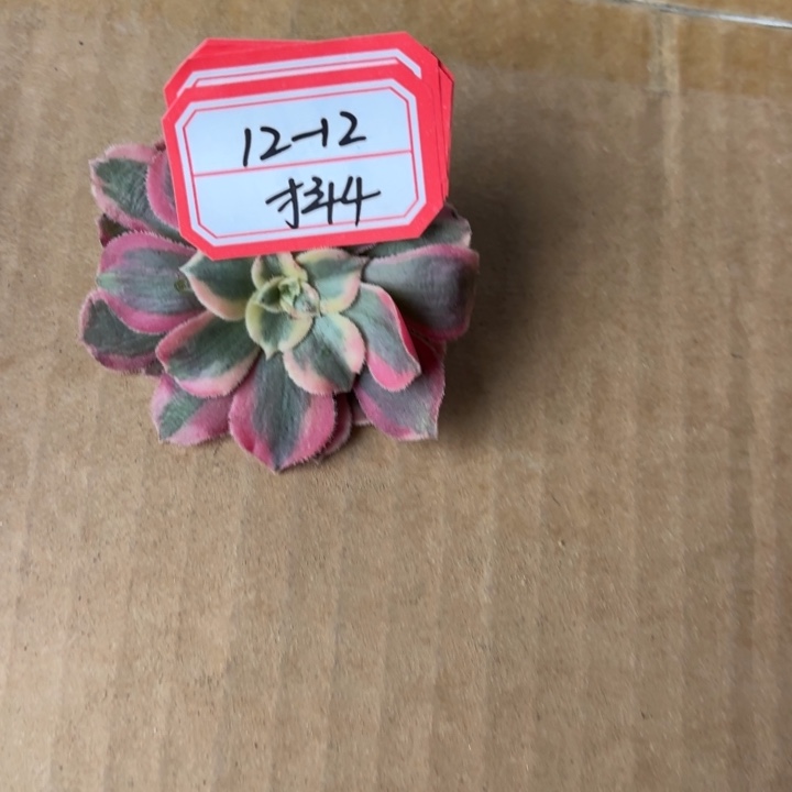 *****一包甲肥多肉不包损4
