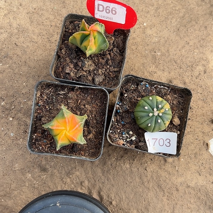  实生。两颗季节锦鸾 一颗兜锦