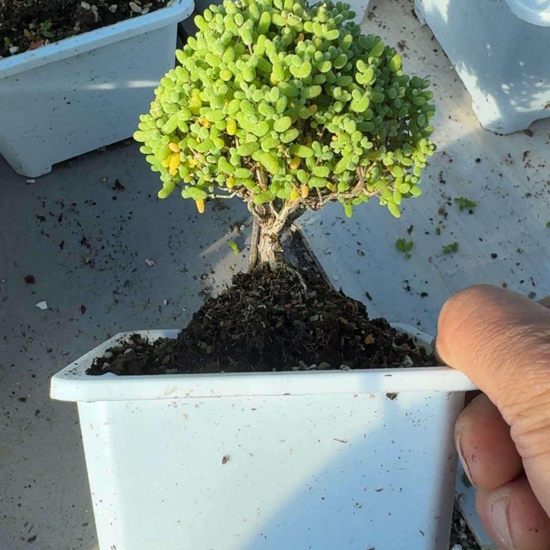 老桩金橘带盆带土发