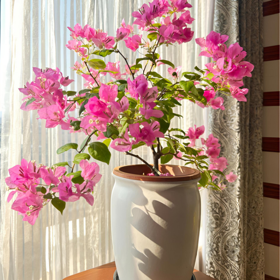 漳红缨（带花发货）三角梅布袋小苗 四季开花  爬藤 盆景 阳台 花卉