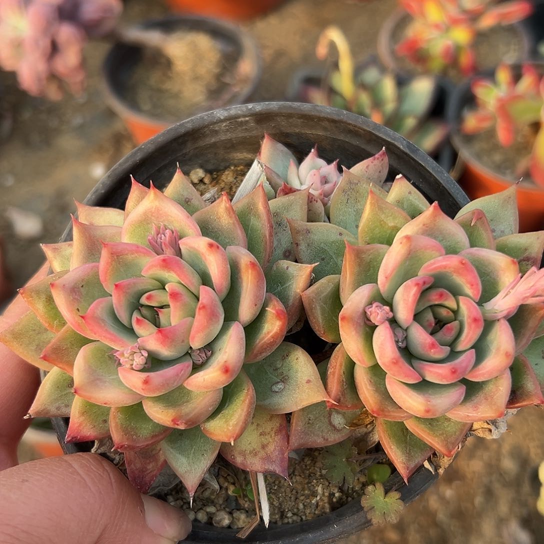 多肉植物富洛瑞安娜