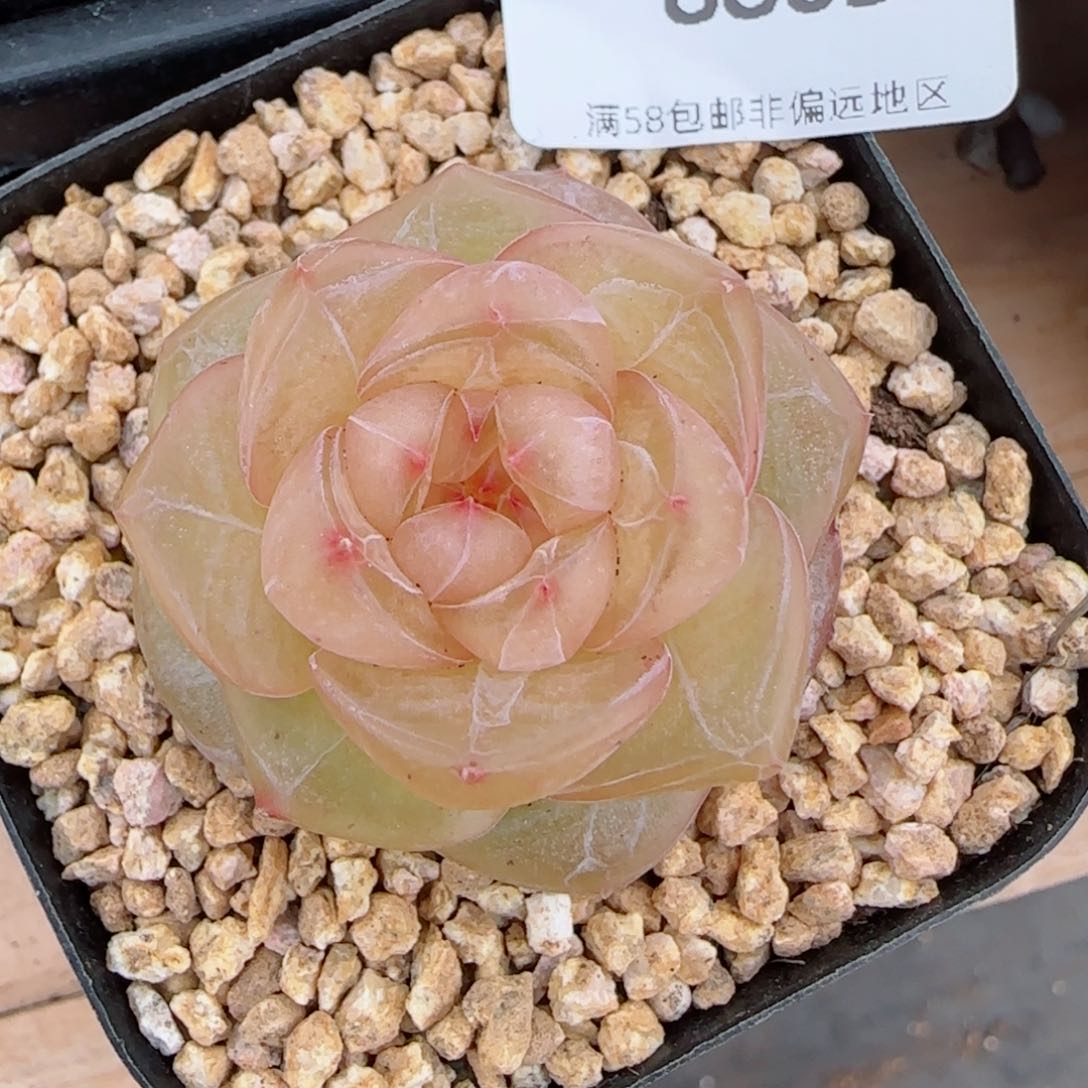 灵泽珍妮，8863多肉植物