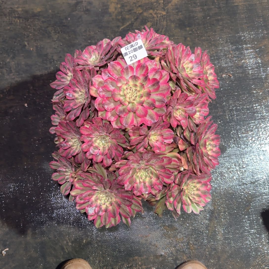 奥黛丽多肉植物法师29