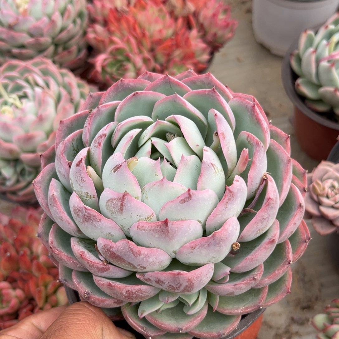 侧影大到头多肉植物的