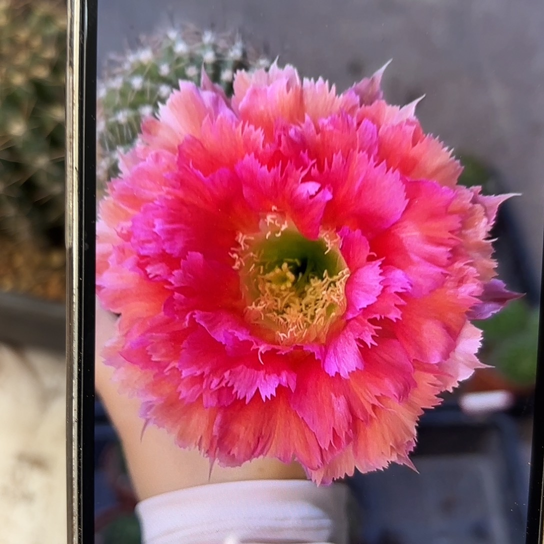 彩草羽毛6号7.5-8公分左右