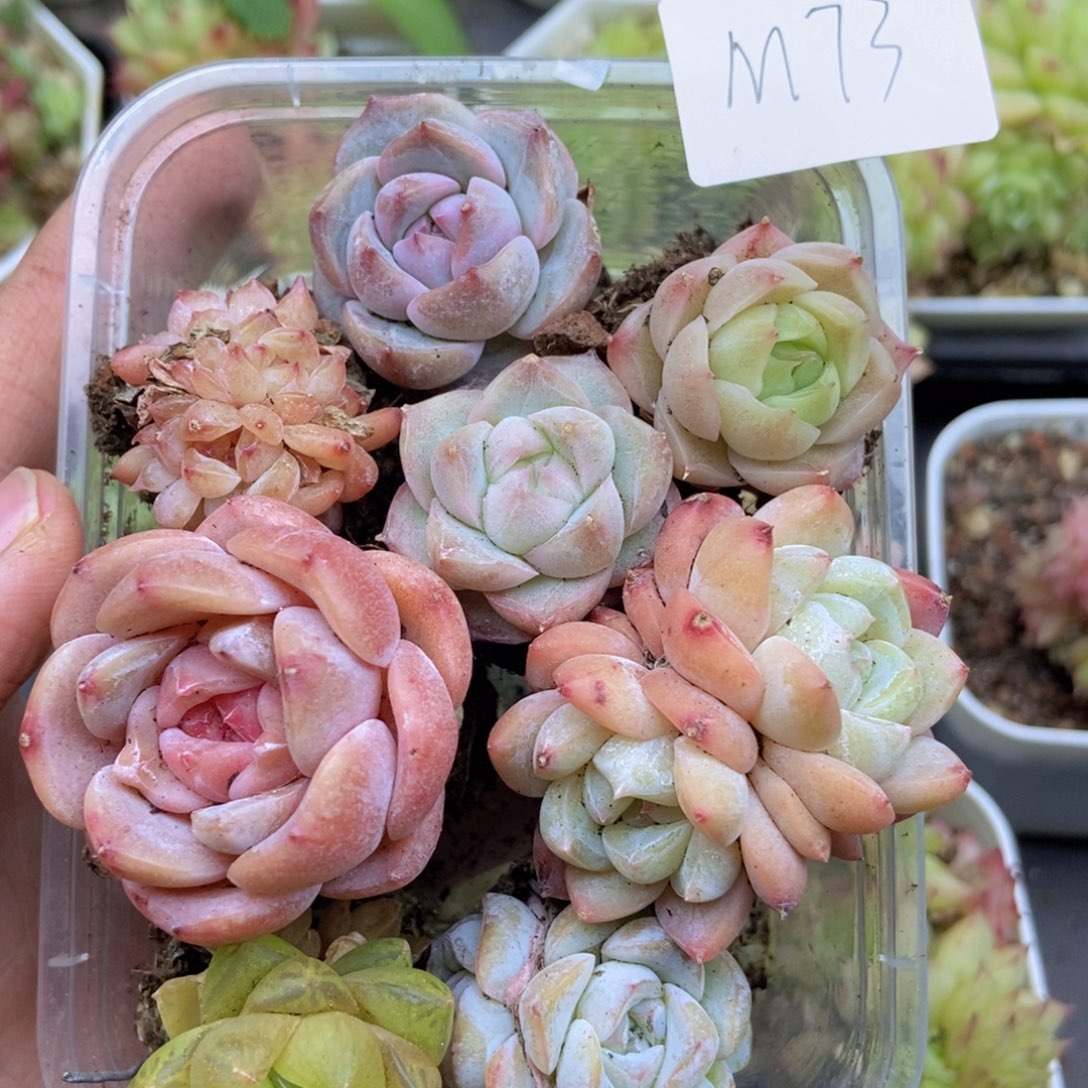 春泥家一单包邮M73