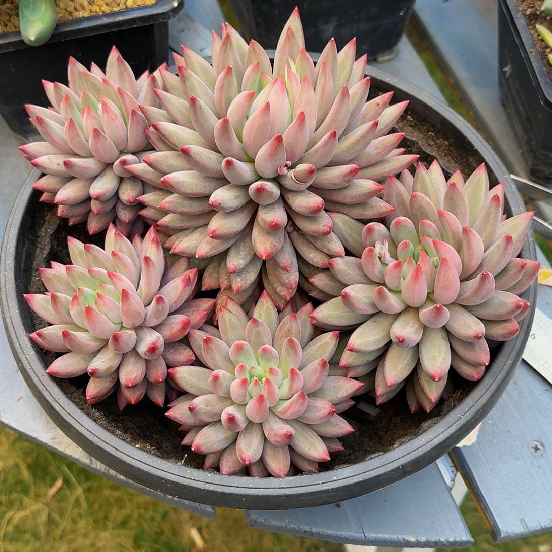 紫体虞美人一颗竞拍