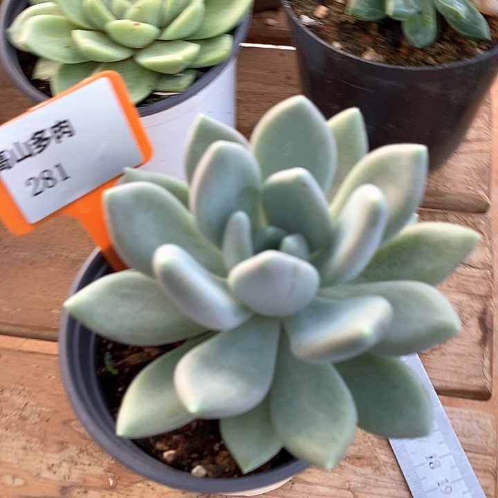 D281-直播福利 象牙