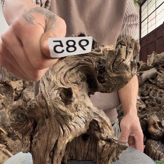 随*紫砂噜啦啦啦啦啦啦