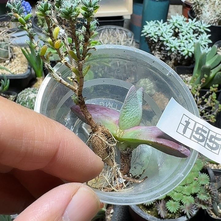 g***明155两个一份脱土发货