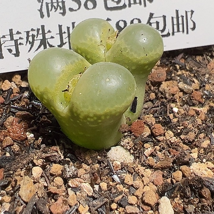 793号特价风铃多肉植物