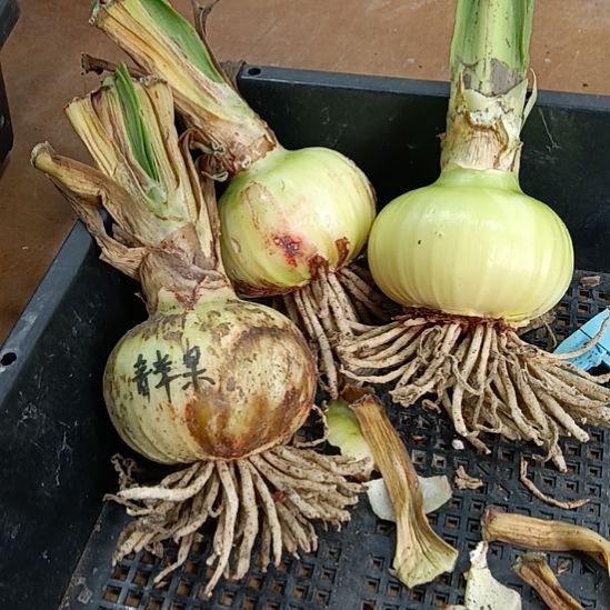 无花朵青苹果6+发一个