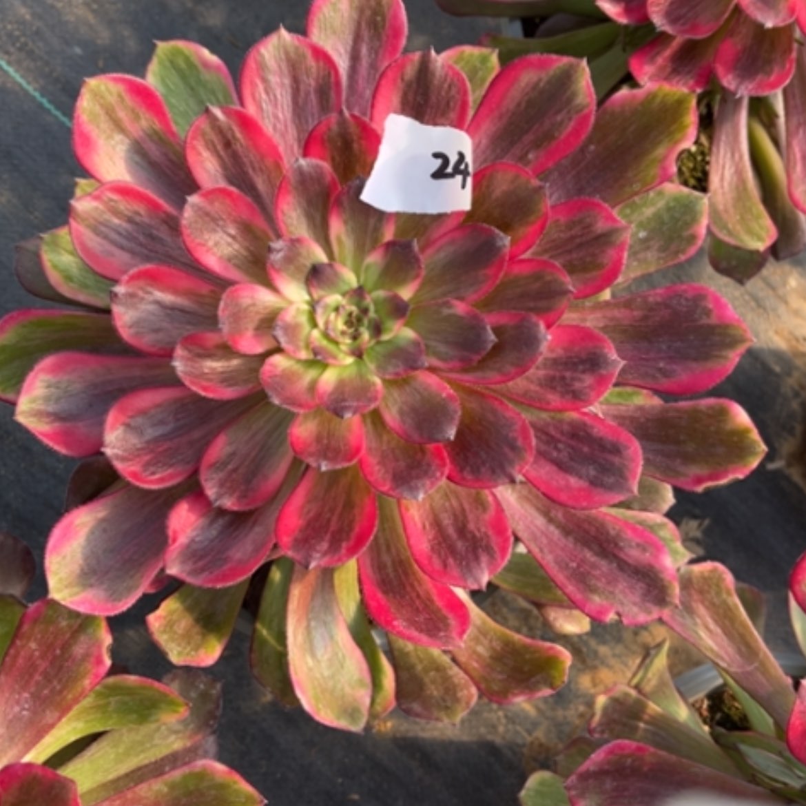 【闪购商品】24烟花多肉法师