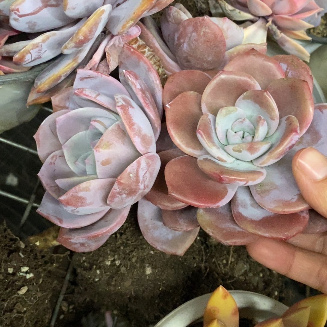 红茶大单头老桩两盆，120杯