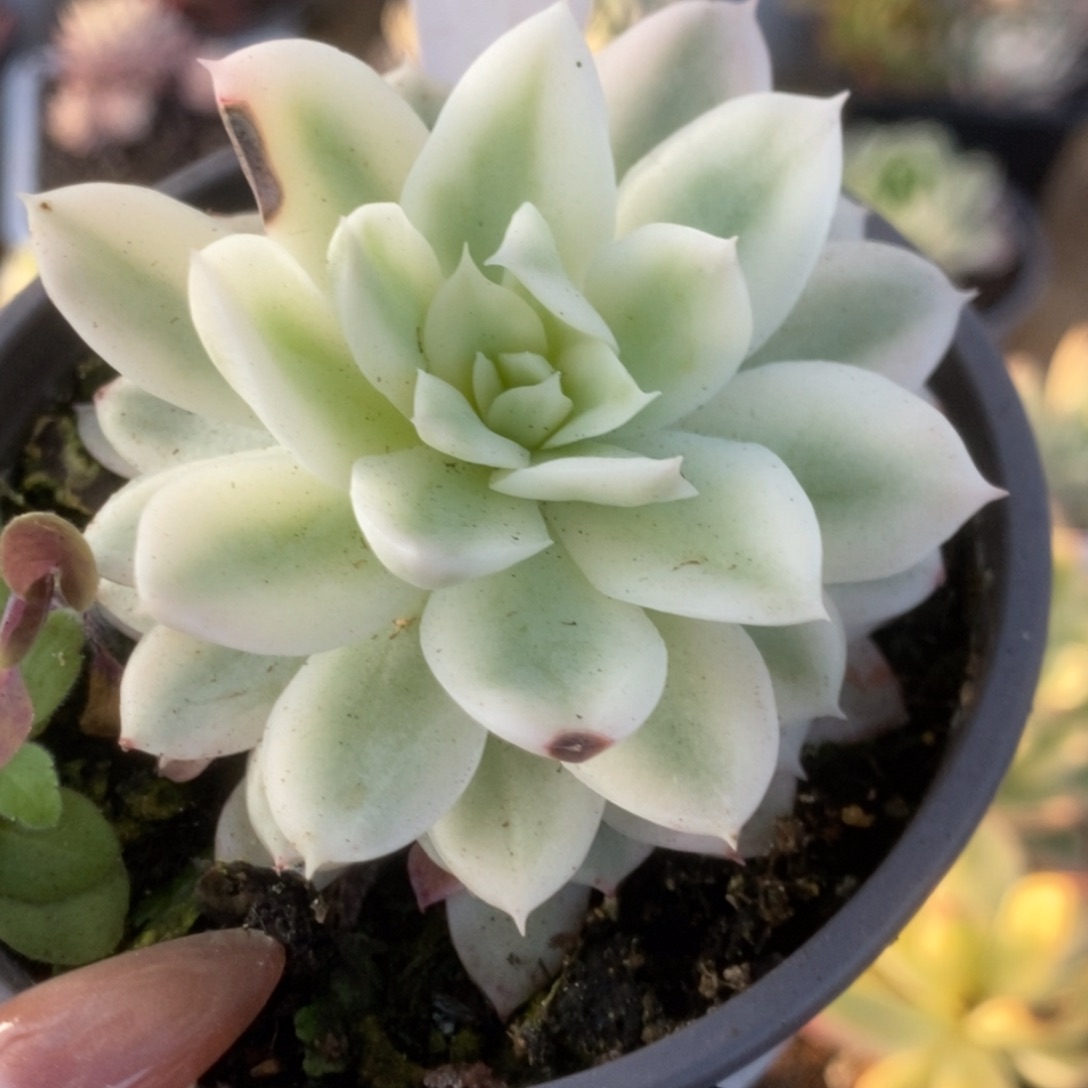 391火焰杯锦锦锦锦锦