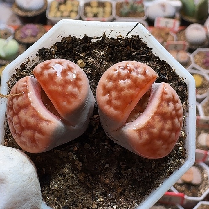 大***娅生石花1111111。  280