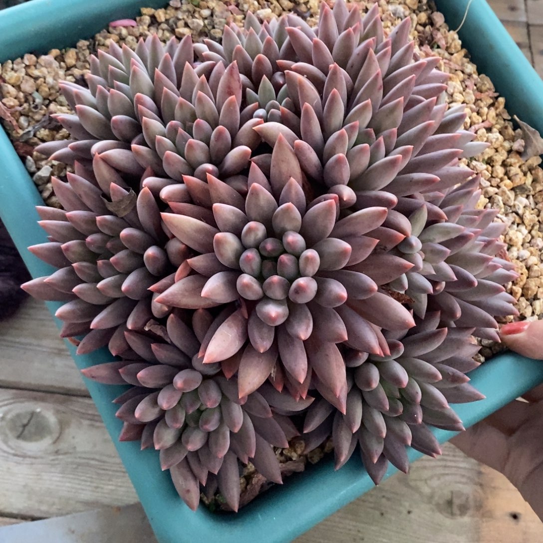 美人漂亮的紫色大群