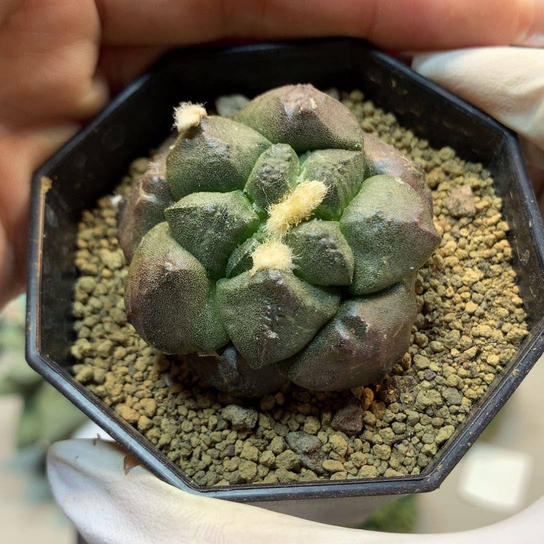 40号  自根  连山 岩牡丹(带盆土发货)