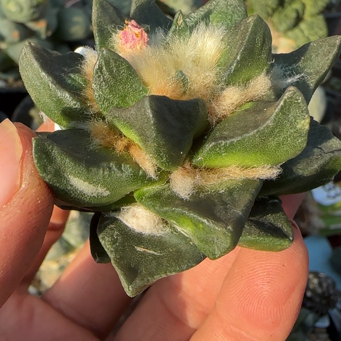 无花朵落地特大尤精品龙角105