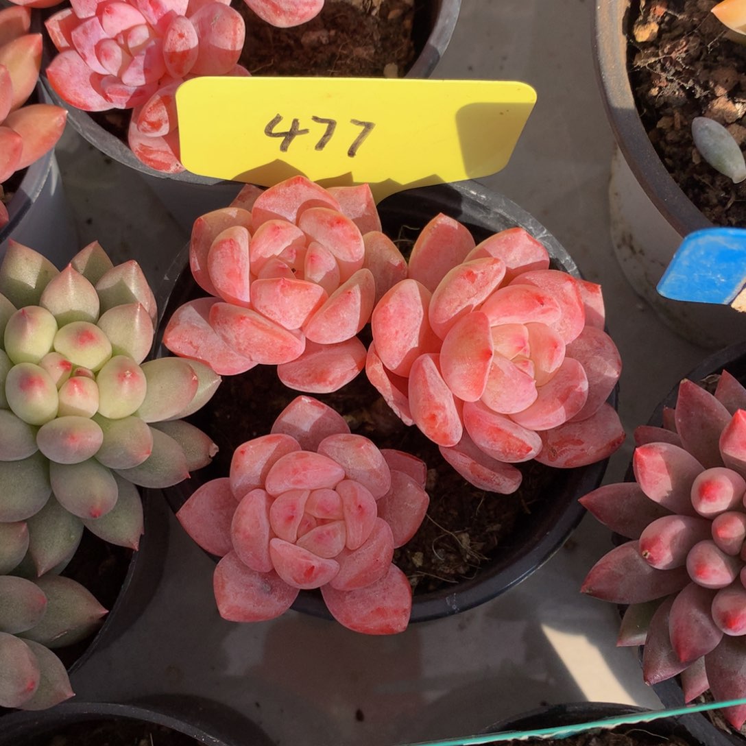 石榴载72727272727272