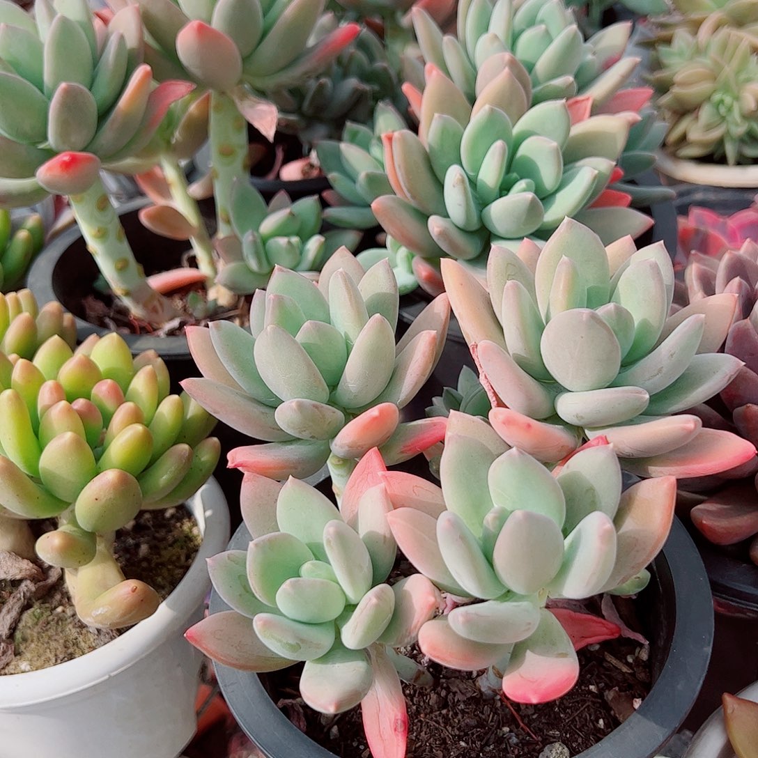 芒果美人多头群生精品