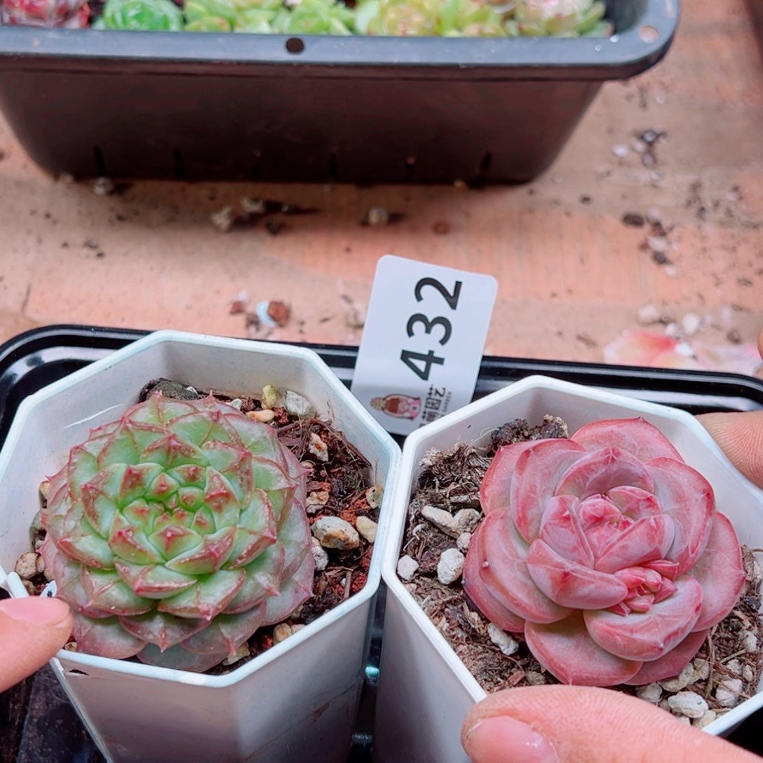 多肉植物多肉植物