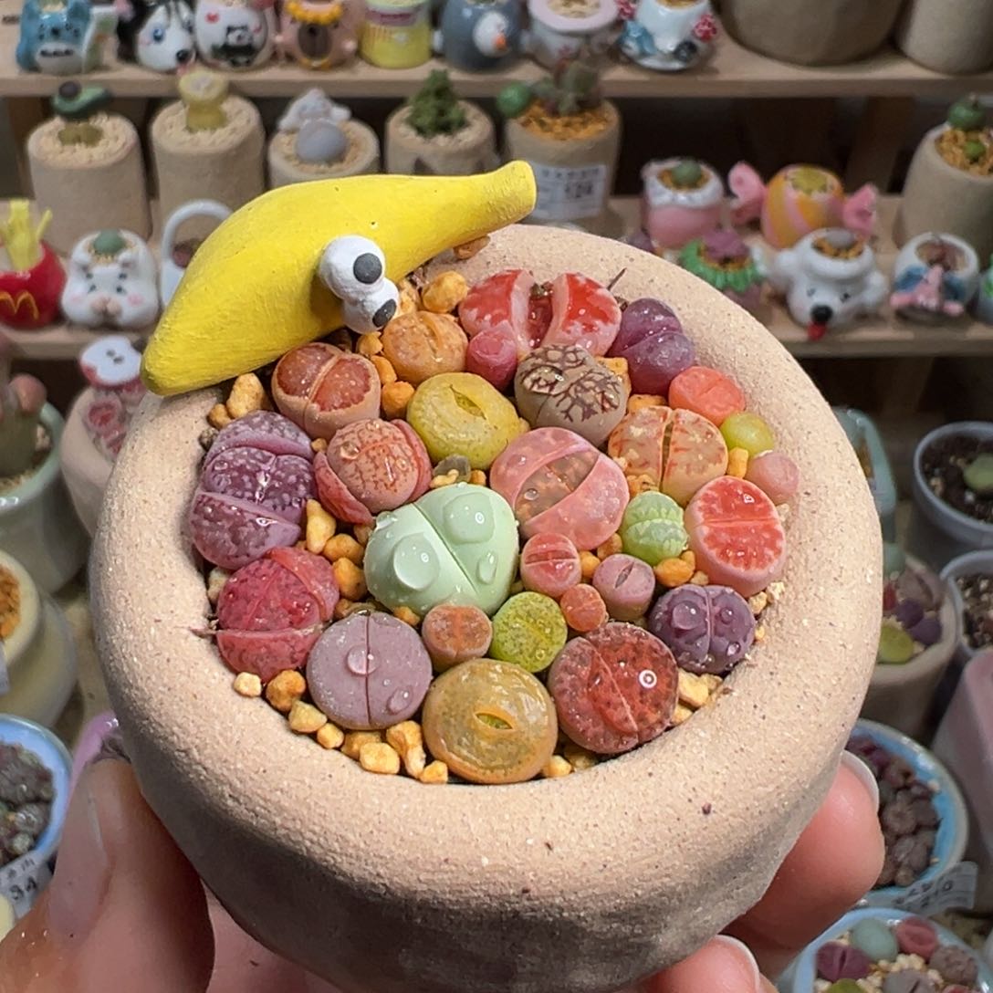 多肉植物137号彩色组合