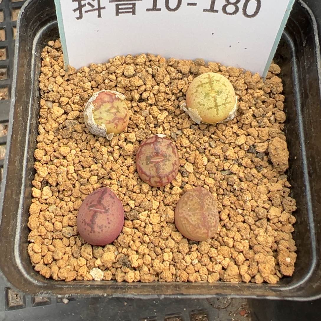 10-180肉锥多肉植物，