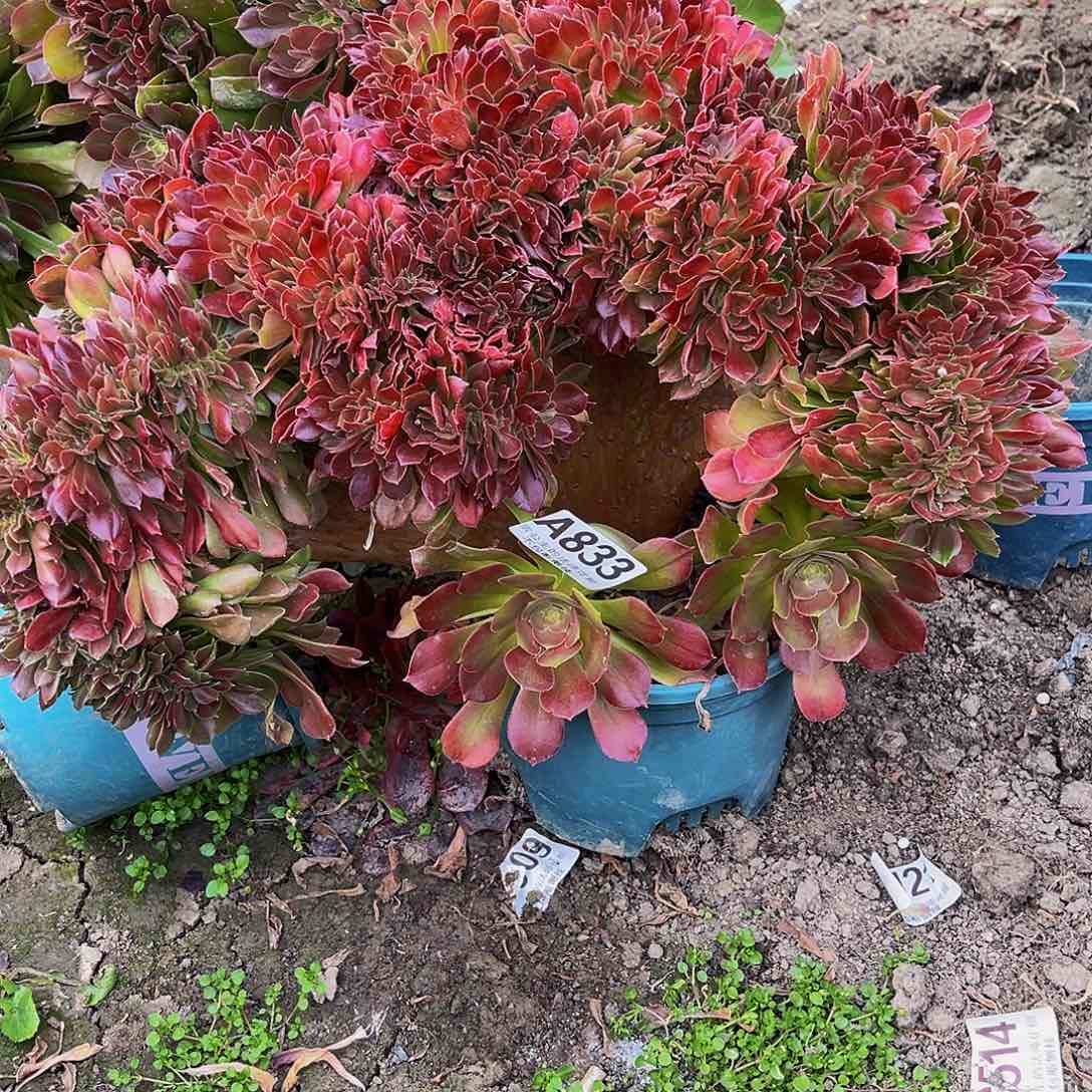 法师法师15-2包邮法师