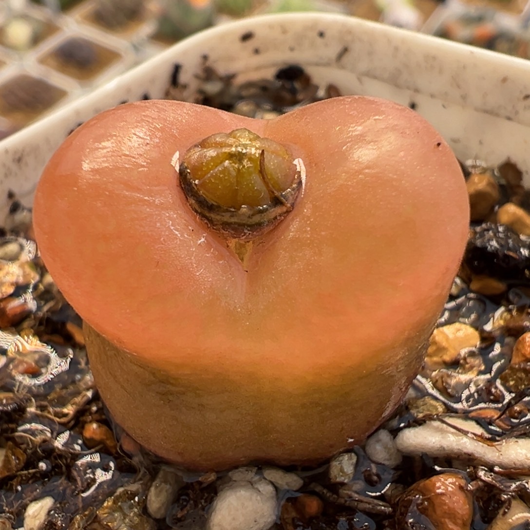 841多肉植物种类和