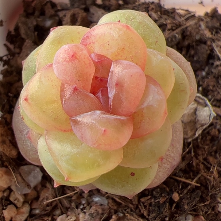 开播福利，一物一拍，精品糖心