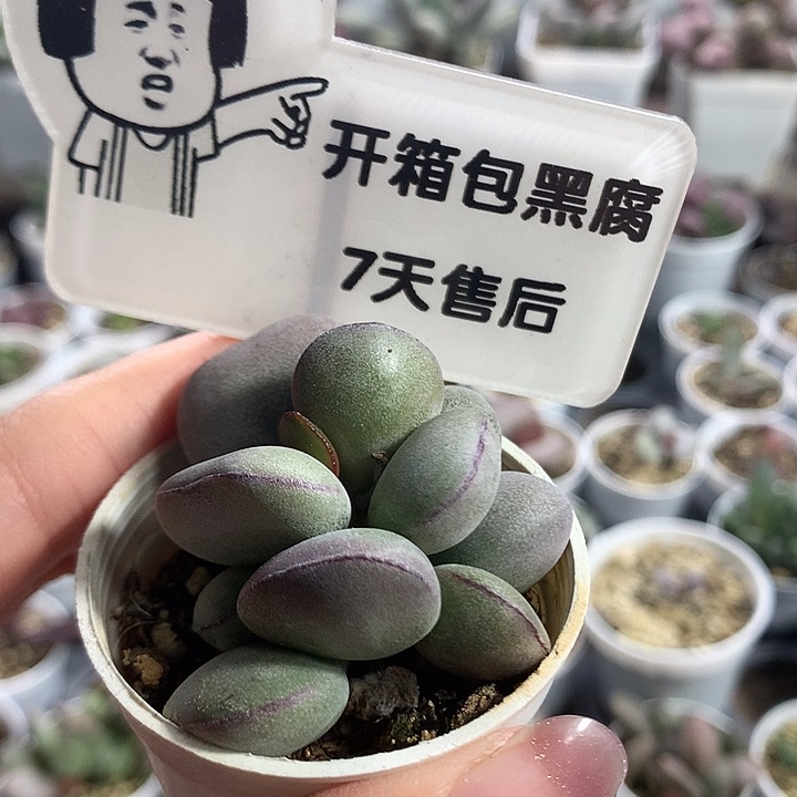 球球紫蛋—专拍专拍