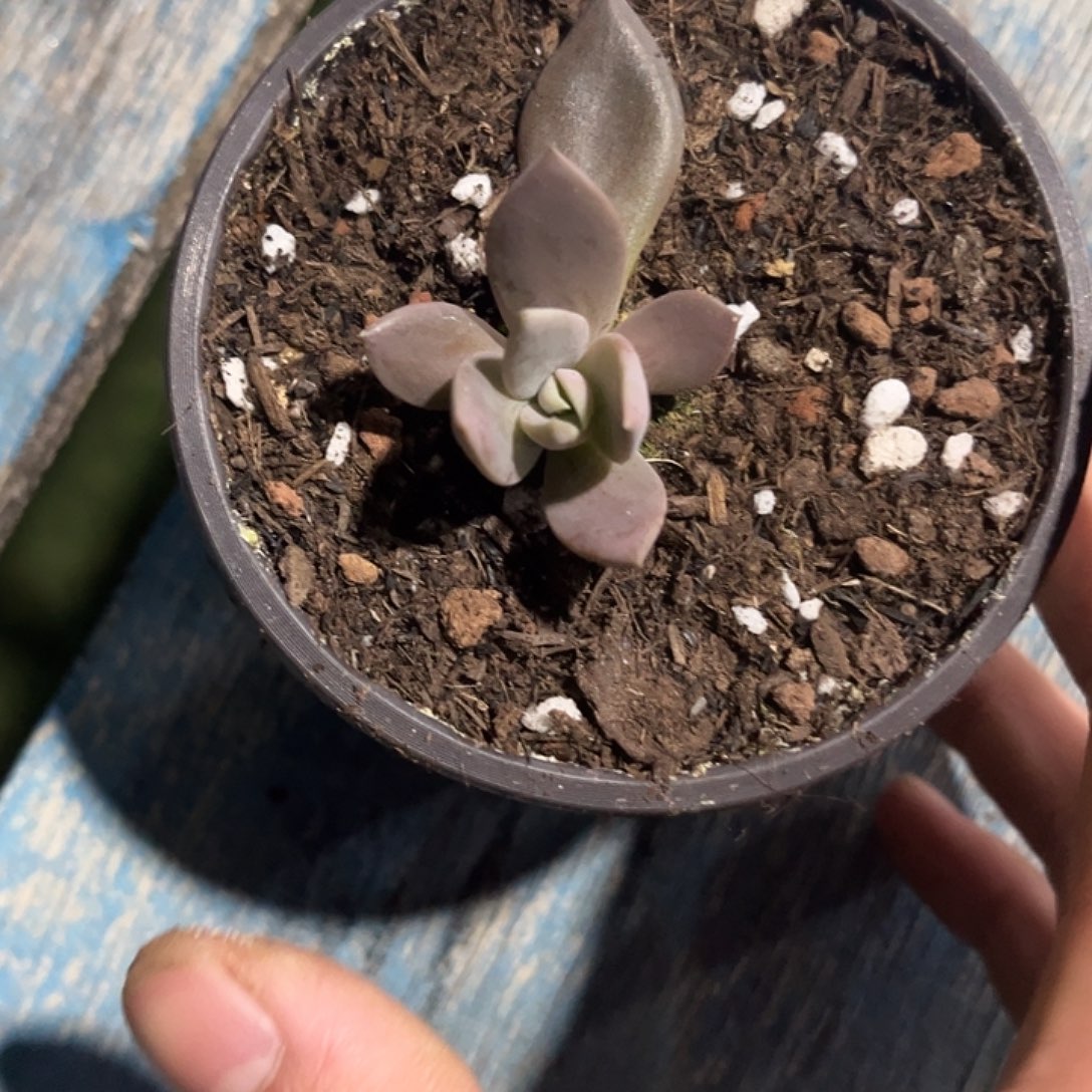 单头战神多肉 小苗