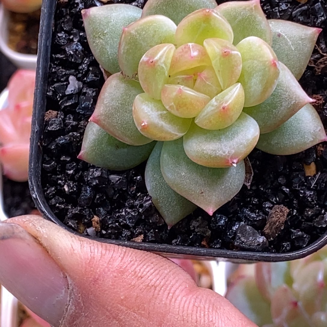 天官赐福百无禁忌