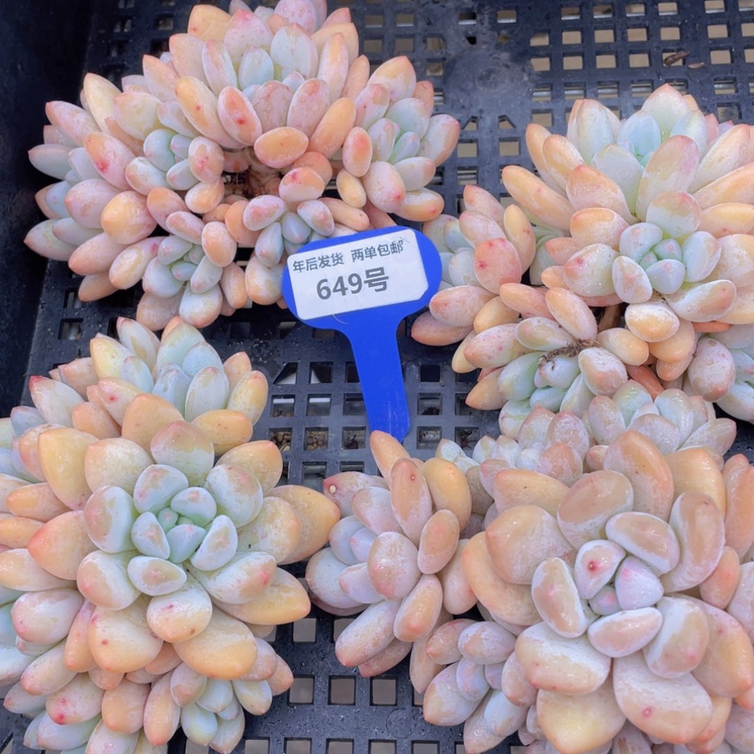 649号八头老桩香水大群一个