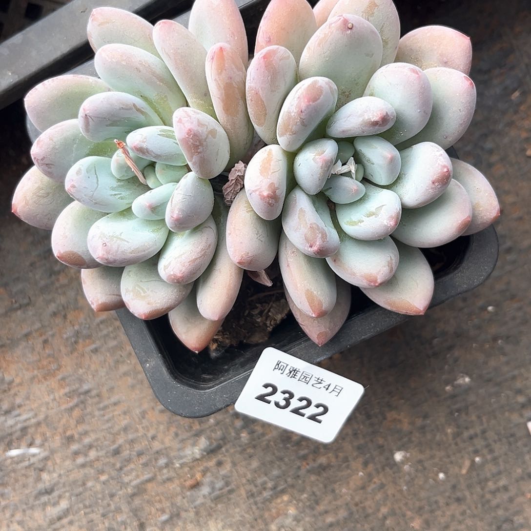 阿雅园艺。   2322