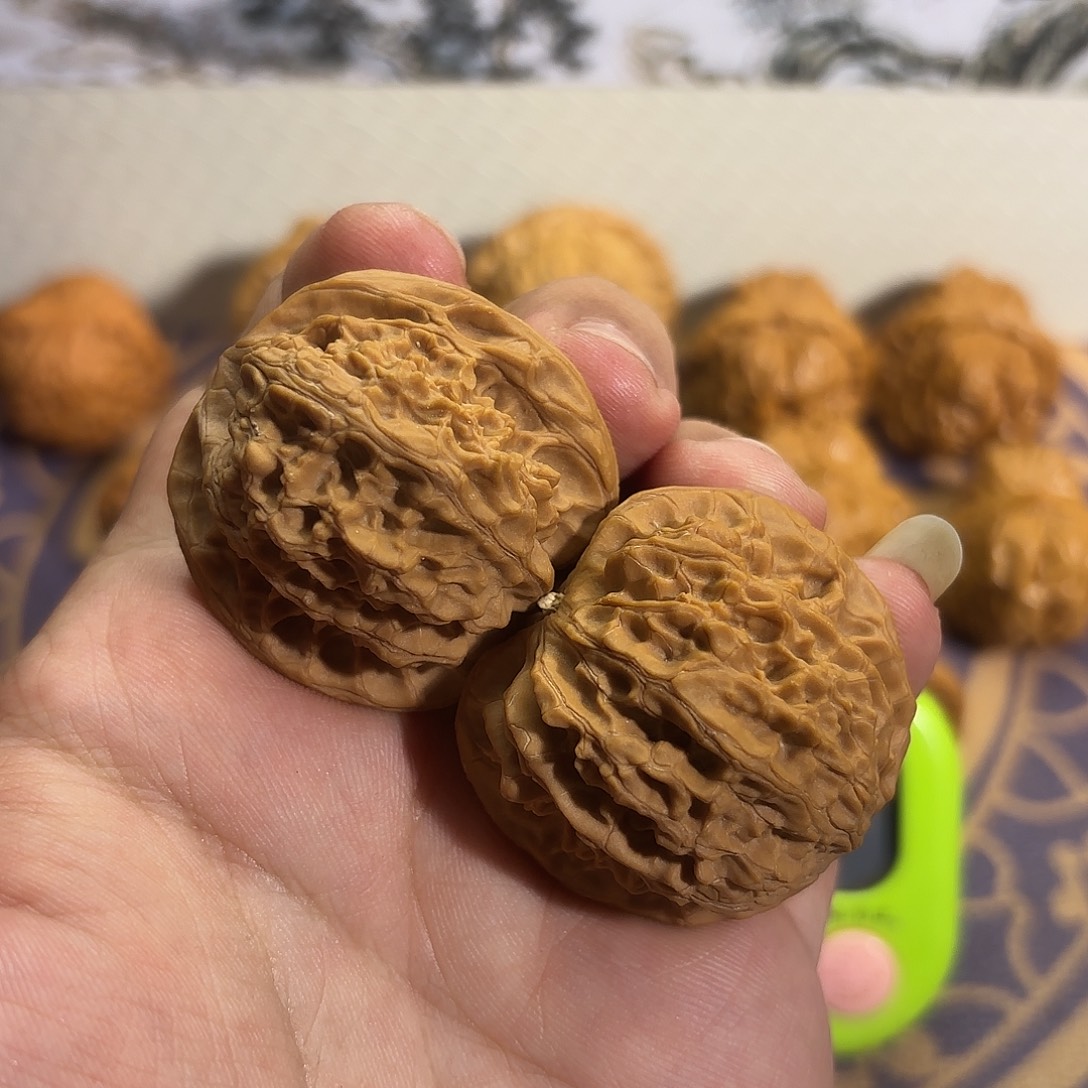 核桃02号。福利。平顶狮子头