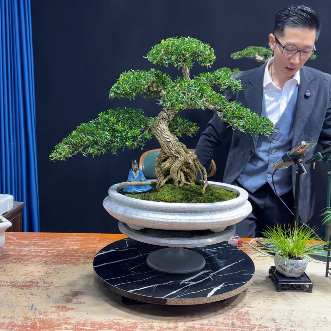 黄杨室内室外盆景艺术
